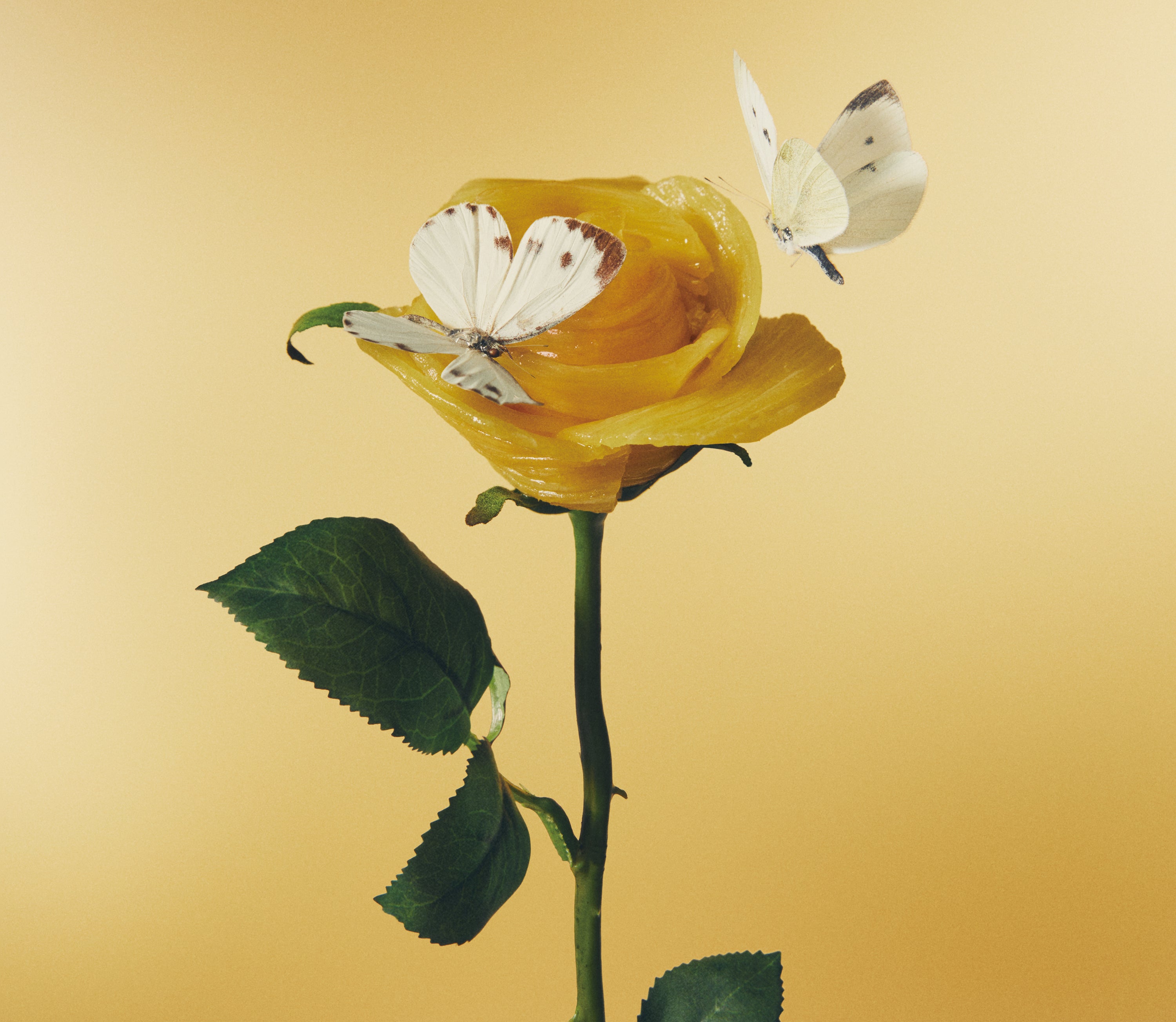 おいしいパスタがあると聞いて[初回限定盤2CD]