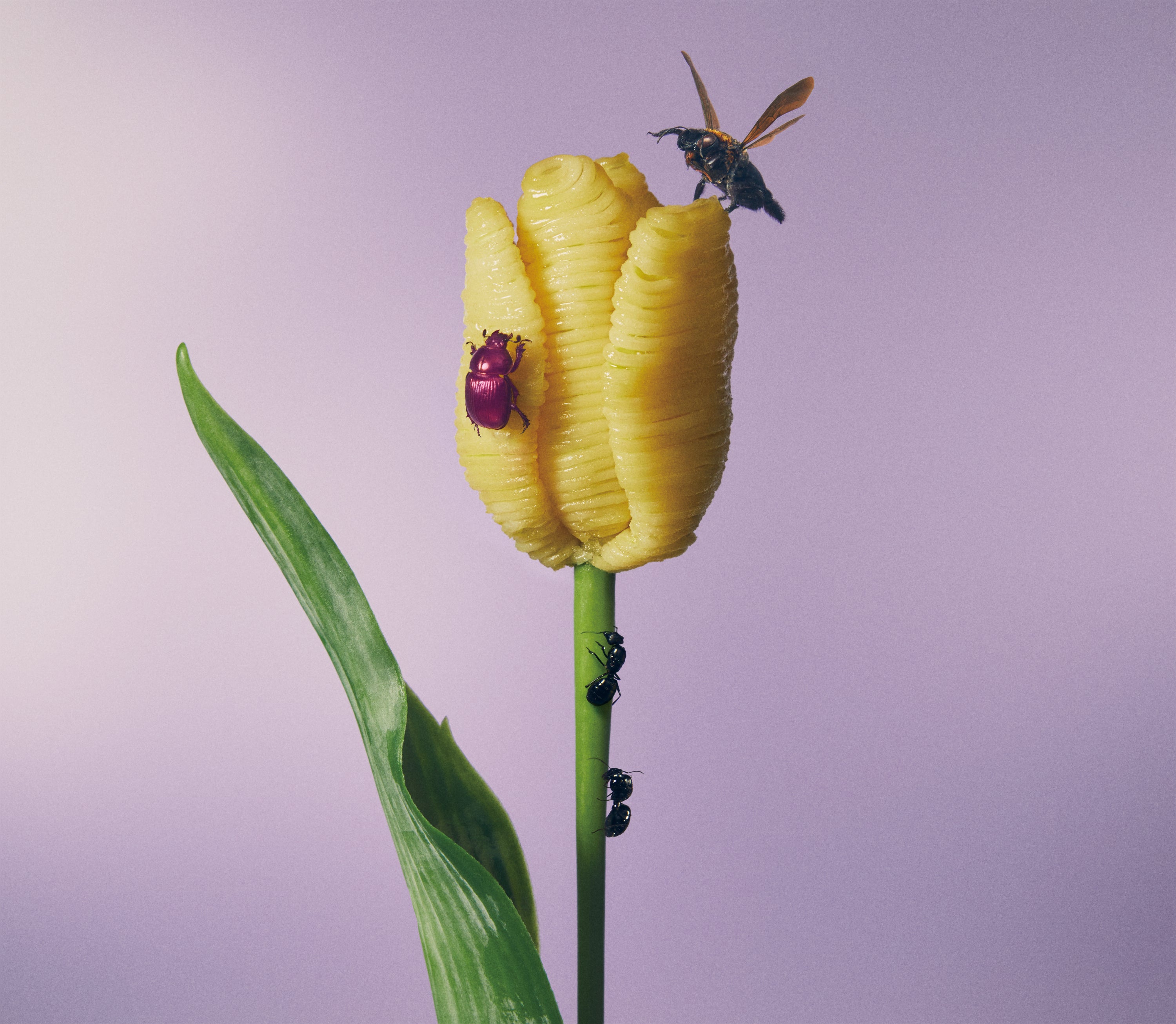 おいしいパスタがあると聞いて[通常盤]